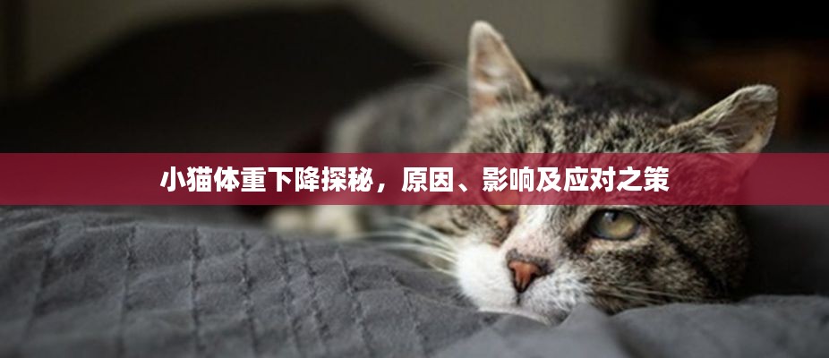 小猫体重下降探秘，原因、影响及应对之策