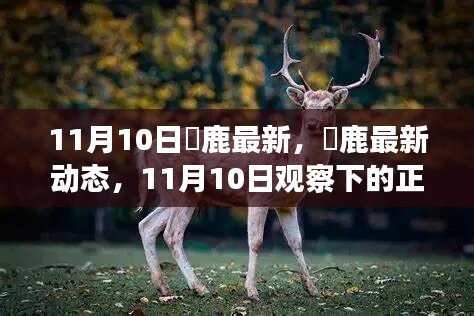 11月10日黇鹿最新动态观察，正反观点与个人立场剖析