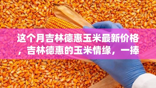 吉林德惠玉米最新价格与情缘，一捧玉米的温馨故事