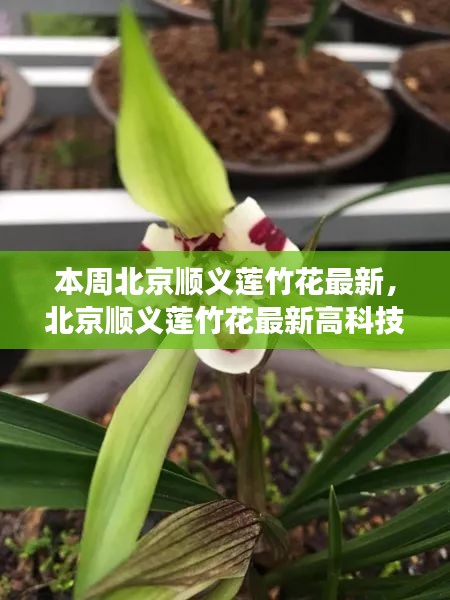 北京顺义莲竹花最新高科技产品惊艳亮相，体验未来科技，生活巨变触手可及