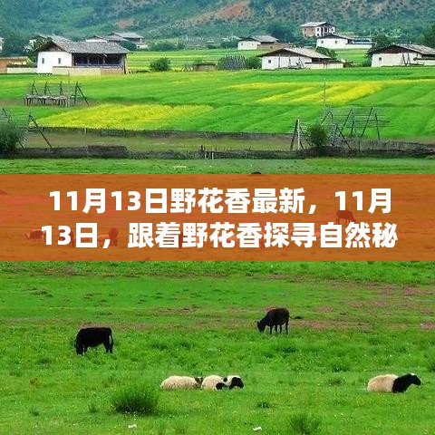 探寻自然秘境，野花香引领下的心灵之旅（11月13日最新）