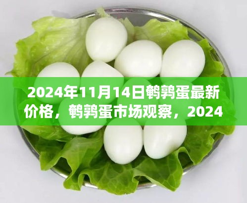 鹌鹑蛋市场观察，最新价格动态及分析（2024年11月）