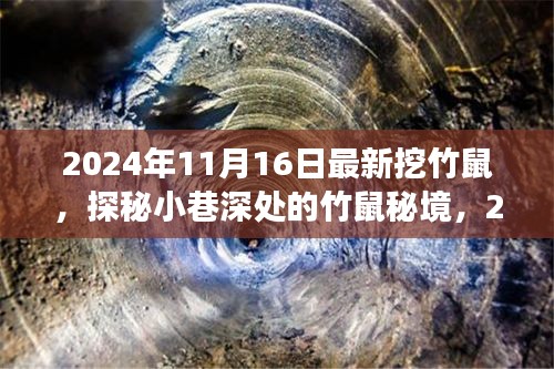 探秘竹鼠秘境，新鲜竹鼠挖掘奇旅（2024年11月16日）