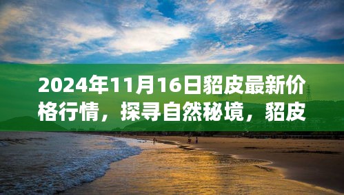 2024年貂皮最新行情揭秘，心灵之旅与价格交响