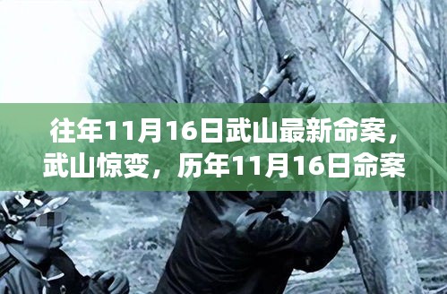 武山历年11月16日命案深度剖析，最新命案与惊变探究