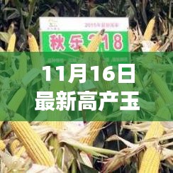 11月16日启程，探寻高产玉米种与自然的神奇之旅