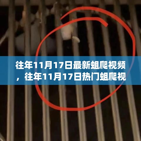 往年11月17日蛆爬视频回顾，网络现象背后的故事探索