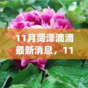 11月菏泽滴滴新动态，变化中的学习之旅，成就感的源泉