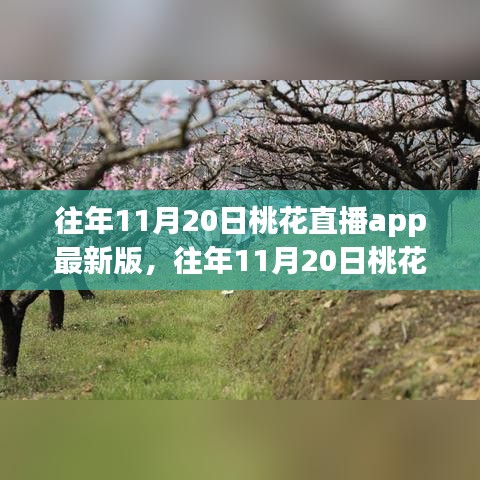 往年11月20日桃花直播app最新版解析及深度探讨