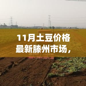 滕州市场11月土豆价格揭秘，科技革新与智能追踪系统引领未来生活新篇章