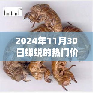 2024年11月30日蝉蜕热门价格洞察与观点分享