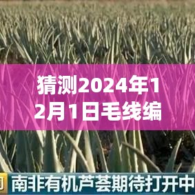 🌟独家预测，小红书揭秘2024年最火毛线编织地毯新织法🔥