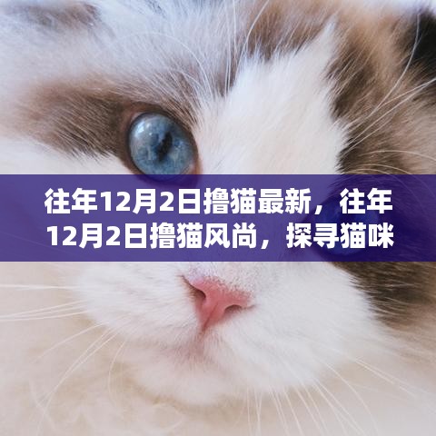 探寻猫咪热潮，往年12月2日撸猫风尚的独特魅力与最新动态