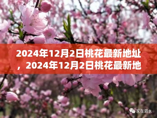 揭秘，2024年12月2日桃花盛开之地，探寻美好时光之旅