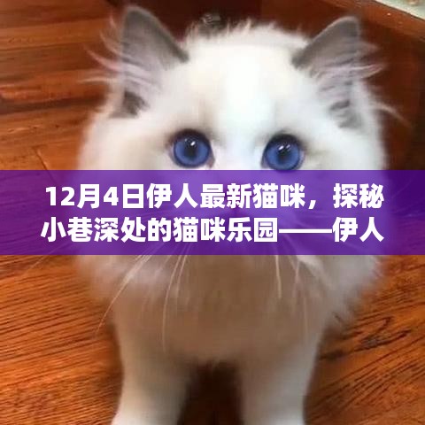 伊人猫咪屋，探秘小巷深处的猫咪乐园最新报道（12月4日）