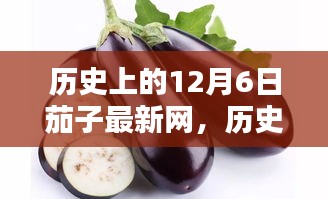 历史上的12月6日茄子最新网，探索茄子在互联网历程中的足迹