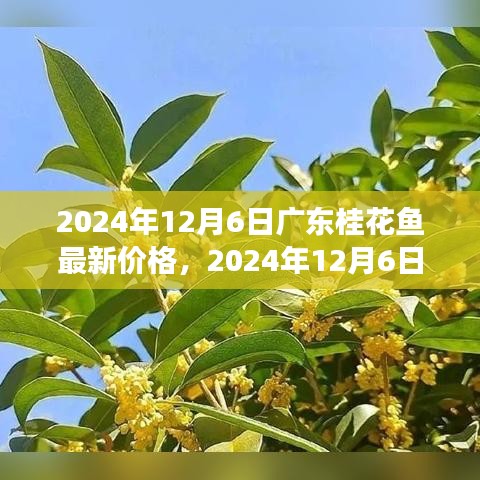 广东桂花鱼最新价格行情，市场走势与选购指南（2024年12月6日）