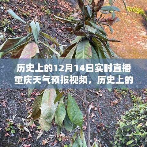 历史上的12月14日重庆天气预报实录，探索天气变迁轨迹的直播与实录