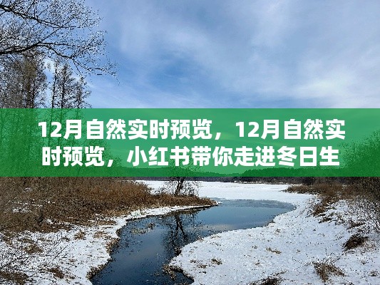 小红书带你走进冬日生态之美，揭秘十二月自然实时预览的奥秘