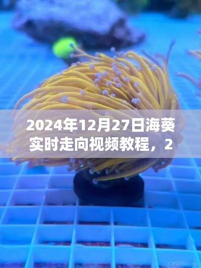 掌握海洋动态，海葵实时走向视频教程，2024年12月27日最新更新