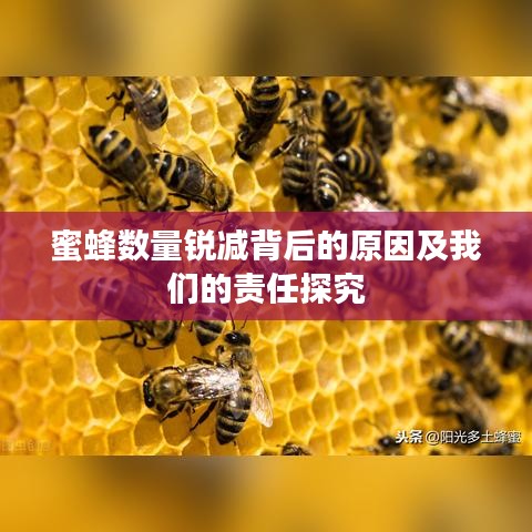 蜜蜂数量锐减背后的原因及我们的责任探究