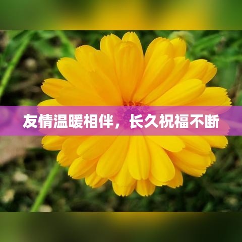 友情温暖相伴，长久祝福不断