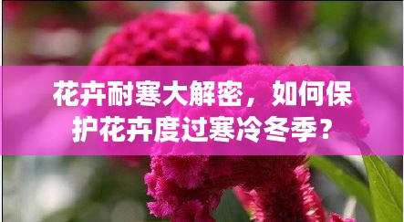 花卉耐寒大解密，如何保护花卉度过寒冷冬季？