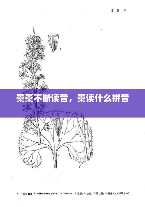 橐橐不断读音，橐读什么拼音 