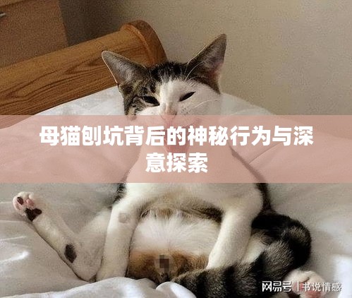 母猫刨坑背后的神秘行为与深意探索