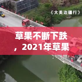 草果不断下跌，2021年草果走势分析 