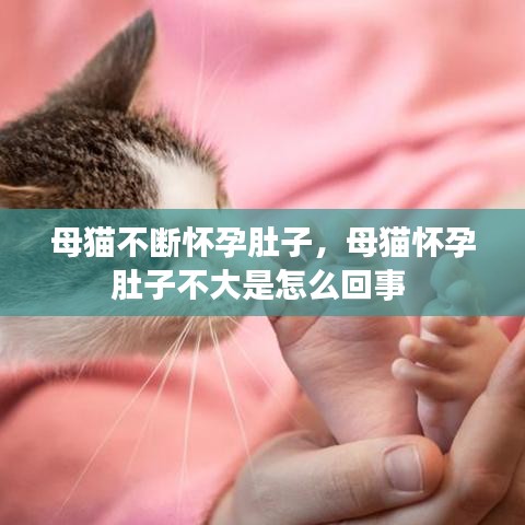 母猫不断怀孕肚子，母猫怀孕肚子不大是怎么回事 