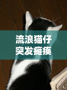 流浪猫仔突发瘫痪，流浪猫一瘸一拐 