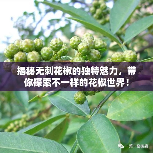 揭秘无刺花椒的独特魅力，带你探索不一样的花椒世界！