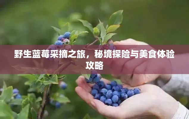 野生蓝莓采摘之旅，秘境探险与美食体验攻略