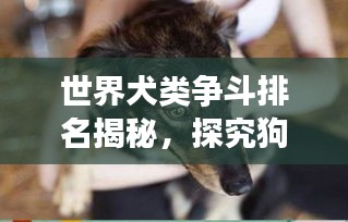 世界犬类争斗排名揭秘，探究狗咬架的江湖地位