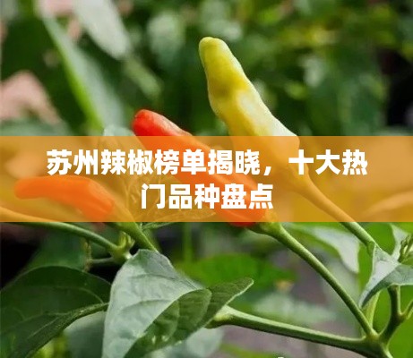 苏州辣椒榜单揭晓，十大热门品种盘点