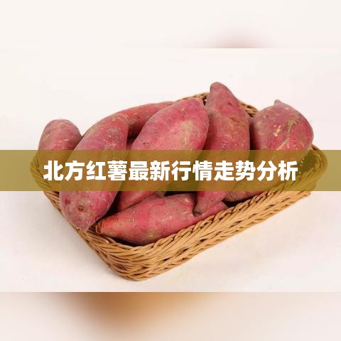 北方红薯最新行情走势分析