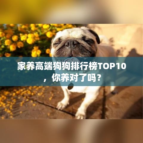 家养高端狗狗排行榜TOP10，你养对了吗？