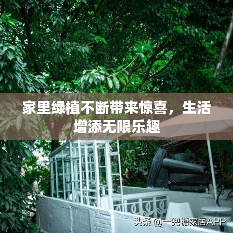 家里绿植不断带来惊喜，生活增添无限乐趣