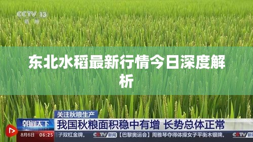 东北水稻最新行情今日深度解析