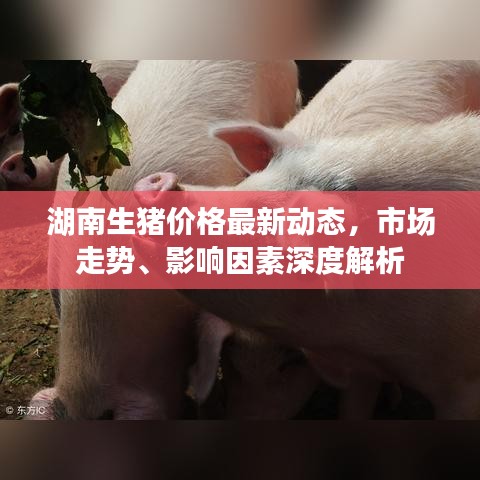 湖南生猪价格最新动态，市场走势、影响因素深度解析