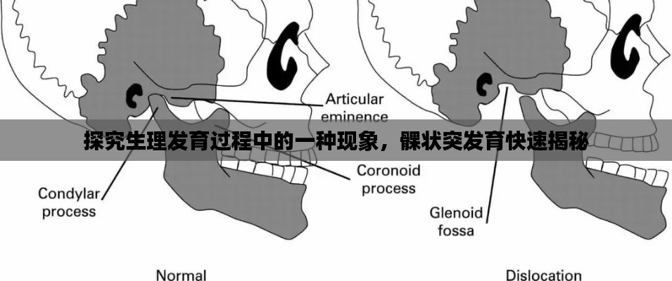 探究生理发育过程中的一种现象，髁状突发育快速揭秘