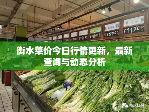 衡水菜价今日行情更新，最新查询与动态分析