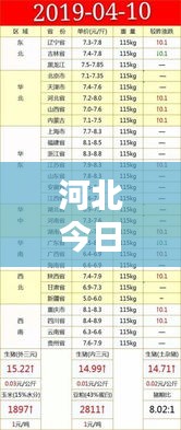 河北今日生猪报价动态更新及分析