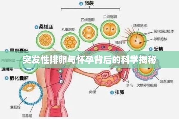 突发性排卵与怀孕背后的科学揭秘