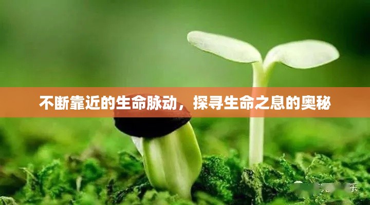 不断靠近的生命脉动，探寻生命之息的奥秘