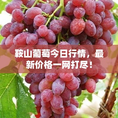 鞍山葡萄今日行情，最新价格一网打尽！