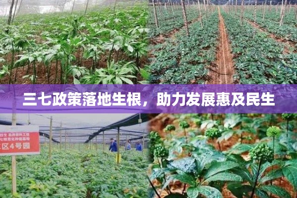 三七政策落地生根，助力发展惠及民生